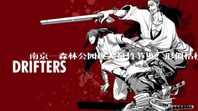 南京一森林公园现大量竹节虫，形似枯枝，网友称凑近才发现是虫子落荒而逃，竹节虫会不会咬人？碰到它会怎样？